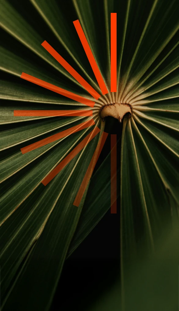 Detail of leaf center overlaid with icon of converging rays.