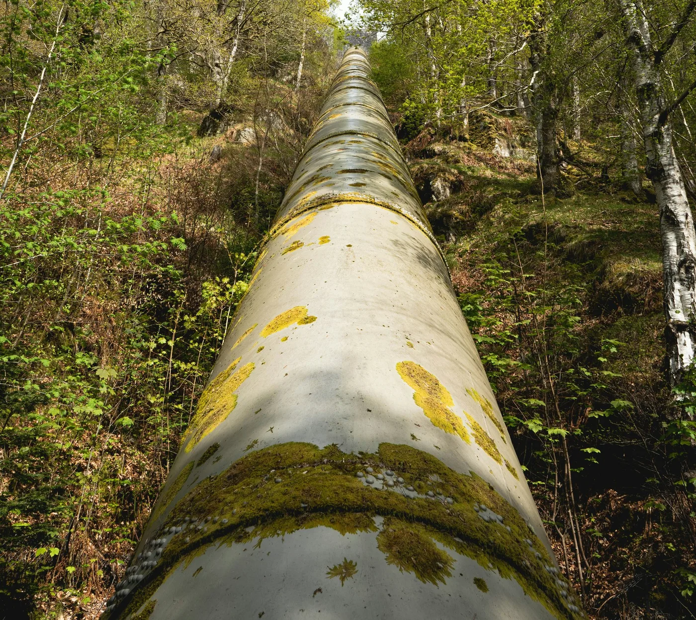 An industrial pipeline running uphill through a birch forest.