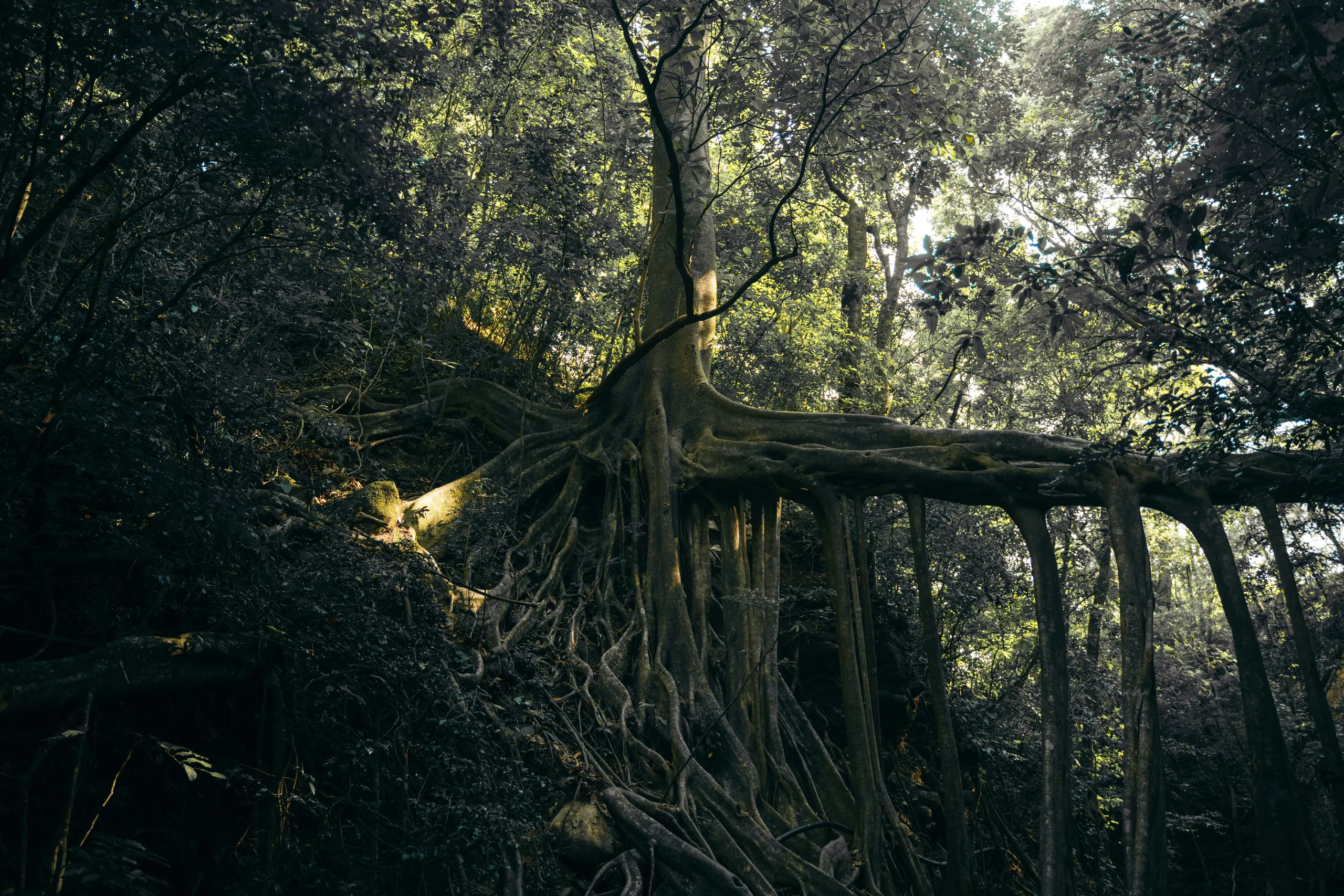 The sprawling roots of a large tree in a dense forest.