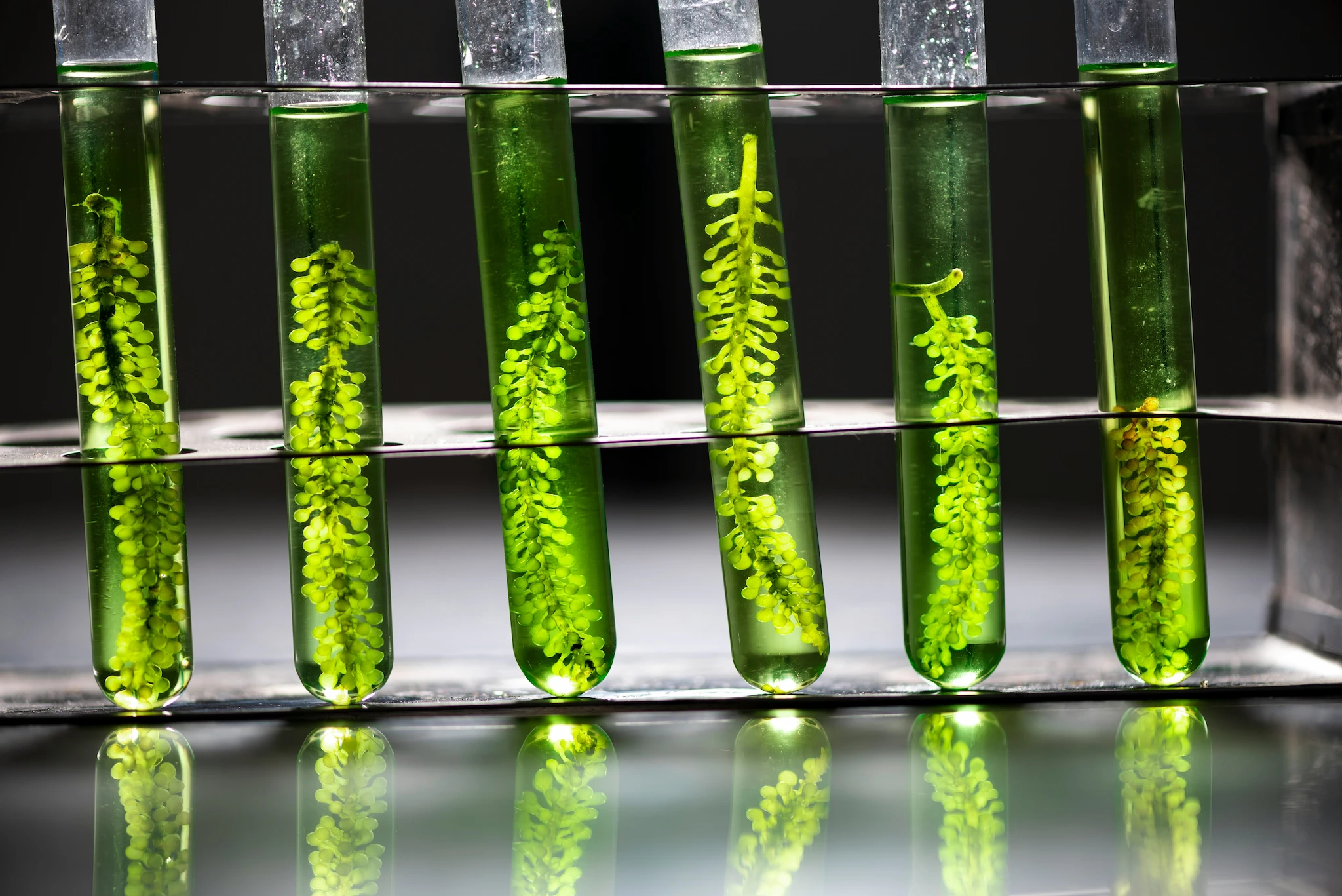 A row of test tubes holding green aquatic plants in a lab rack.